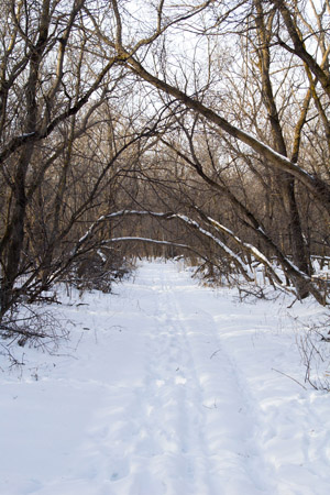 winter_forest_path