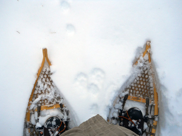 winter_snowshoes